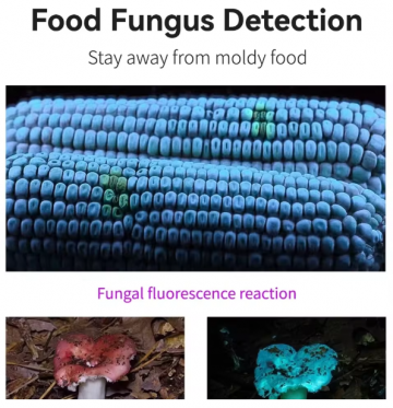 TopLEDverlichting.nl Mini UV-Zaklamp met Clip - Ultraviolet Light – LED Blacklight – Fosforlamp - Fluoresceert – Echtheid Geld, ID Kaart & Postzegels Controleren foto 8